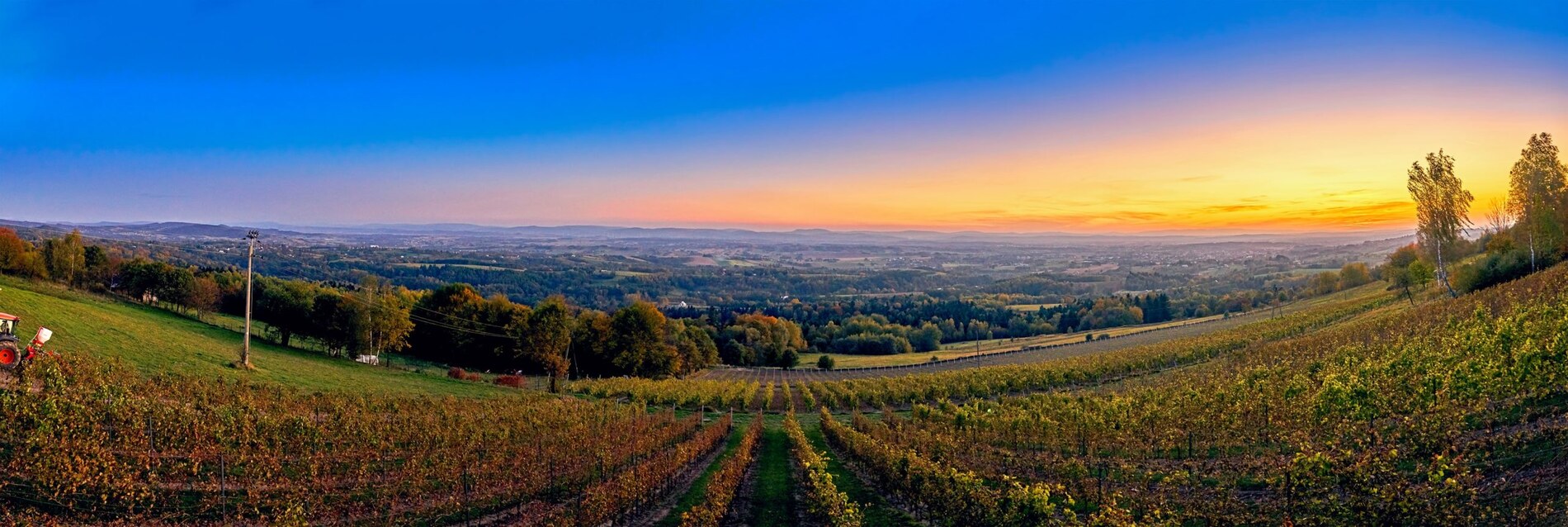 Panorama winnicy o zachodzie słońca — Podkarpacka Toskania
